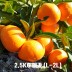 농장직송 제주하우스 감귤 2.5KG 대과 (L-2L)