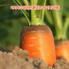 아삭하고 달큰한 흙당근 3kg(특/상품 혼합)
