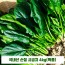 국내산 손질 시금치 4kg(특품)
