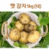 신선 감자 5kg(대)