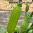 국산 인큐 애호박 특품 4개 (개당중량 320~350g)