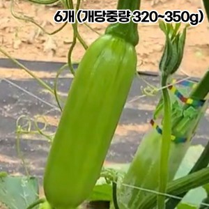 국산 인큐 애호박 특품 6개 (개당중량 320~350g)