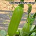 국산 인큐 애호박 특품 6개 (개당중량 320~350g)
