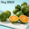 26년 제주직송 극조생 노지감귤 5kg 랜덤과