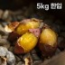 여주 햇고구마 비세척 꿀고구마 베니하루카 5kg 한입