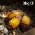 여주 햇고구마 비세척 꿀고구마 베니하루카 3kg 대