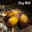 여주 햇고구마 비세척 꿀고구마 베니하루카 2kg 특상