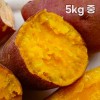 해남 직송 호박고구마 5kg 중