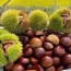 국내산 공주 햇밤(대) 2kg