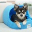 [개과천선] 스팟 강아지 동글이 하우스 꿀잠 애견 쿠션 숨숨집 고양이 동굴집 논슬립 대형