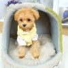 [개과천선] 투톤 스토리 강아지 하우스 고양이 숨숨집 대형