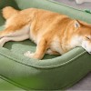 [개과천선] 몬포아 강아지 쿠션 고양이 방석 그린 2XL