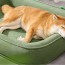[개과천선] 몬포아 강아지 쿠션 고양이 방석 그린 2XL