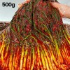 [맛있는집밥] 전라도 수제 파김치 500g