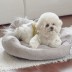 [개과천선] 로넬리 강아지 쿠션 고양이 중형