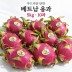 [수입과일] 부드러운 단맛 베트남 용과 5kg 10과
