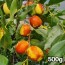달콤아삭 햇 사과대추생과 500g (왕특~대 )