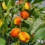 달콤아삭 햇 사과대추생과 2kg (왕특~대 )