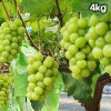 샤인머스켓 4kg (4~6수)