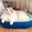 [개과천선] 어몽드 스카일로 고양이 스크래쳐 원형