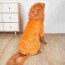 [개과천선] 라이호 애견 강아지 후드티 사자 모자 옷 고양이 대형견 4XL~5XL
