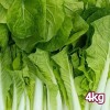 손질한 국산 얼갈이 배추 특품 4kg 내외