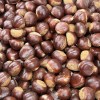 [건양농가] 햇 유기농 밤 1kg(대) 1봉