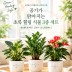 공기가 맑아지는 초록 힐링 식물 3종