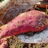 [청년농가] 큐어링숙성 햇 베니하루카 꿀고구마 특상) 햇 베니하루카 고구마 5kg