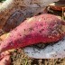 [청년농가] 큐어링숙성 햇 베니하루카 꿀고구마 특상) 햇 베니하루카 고구마 5kg