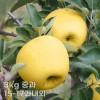 [햇땅] 시나노골드 가정용 3kg 중과 15-17과내외