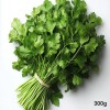 [경매선별농산물] 고수 300G(특,중량내외)