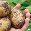 [경매선별농산물] 감자 1KG(특)
