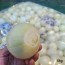 [경매선별농산물] 깐양파 5KG(250G/EA내외)