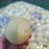 [경매선별농산물] 깐양파 5KG(250G/EA내외)
