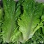 [경매선별농산물] 청상추 1KG
