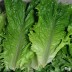[경매선별농산물] 청상추 1KG