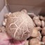 [경매선별농산물] 생표고버섯 500G(특)
