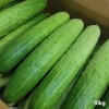 [경매선별농산물] 다다기오이 10KG(특,50개입,박스)