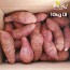 [해남별] 해남 호박고구마 10kg 대