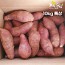 [해남별] 해남 호박고구마 10kg 특상