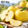 시나노골드 정품(중과) 2kg(10~13과)