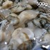 통영 생굴 500g