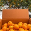 제주직송 스테비아농법 타이벡감귤 10kg 중과