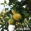 제주직송 극조생 노지 감귤 실중량 4.5kg 중대과 (L-3L)
