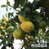 제주직송 극조생 노지 감귤 실중량 4.5kg 프리미엄과 (S)