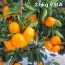 제주직송 극조생(타이백) 노지 감귤 실중량 2.5kg 로얄과 (S-M)