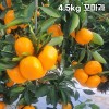 제주직송 극조생(타이백) 노지 감귤 실중량 4.5kg 꼬마과 (3S)