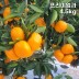 제주직송 극조생(타이백) 노지 감귤 실중량 4.5kg 프리미엄과 (S)
